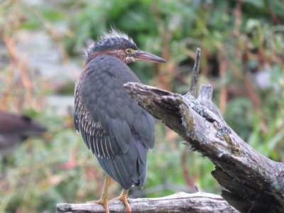 Hron vert - (juv) - Green Heron