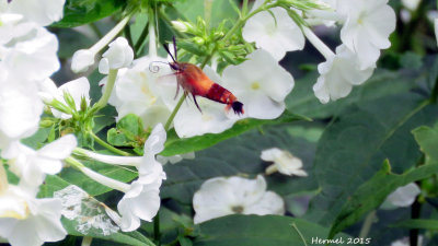 Sphinx-colibri - Clearwing Hummingbird Moth (Hemaris thysbe)