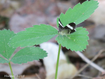 Trichodezia albovittata - #7430 -  White-striped Black Moth 