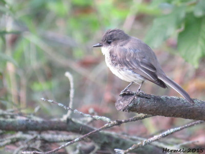 Moucherolle phbi - Eastern Phoebe