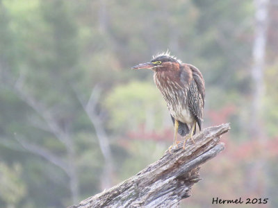 Hron vert - (juv) - Green Heron