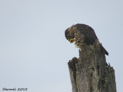 Faucon mrillon - Merlin