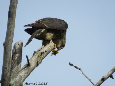 Faucon mrillon - Merlin