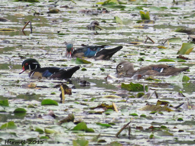 Canard branchu - Wood Duck