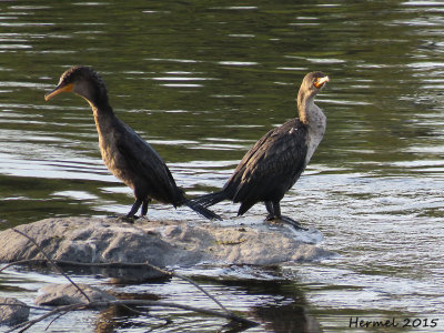 Cormoran  aigrettes - Double-crested Cormorant