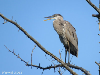 Grand Hron - Great Blue Heron