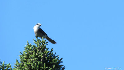 Msangeai du Canada - Gray Jay