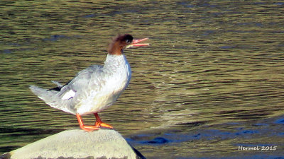 Grand Harle - Common Merganser