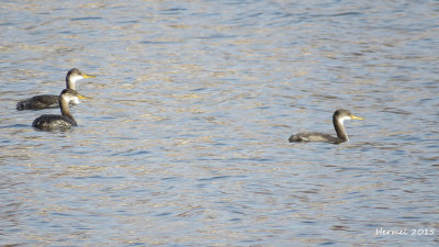 Grbe Jougris - Red-necked Grebe