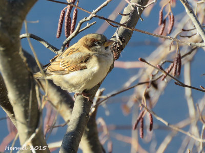 Moineau domestique - House Sparrow