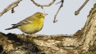 Paruline des pins - Pine Warbler