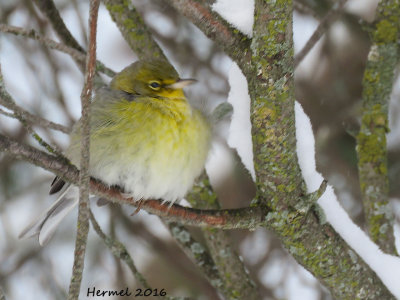 Paruline des pins - Pine Warbler