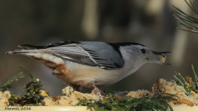 Sittelle  poitrine blanche - White-breasted Nuthatch