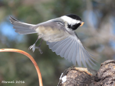 Mésange à tête noire - Black-capped Chickadee