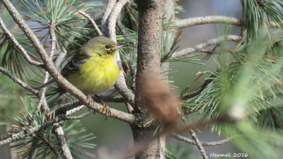 Paruline des pins - Pine Warbler