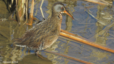 Rle de Virginie - Virginia Rail