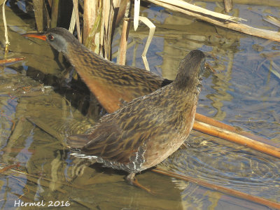 Rle de Virginie - Virginia Rail