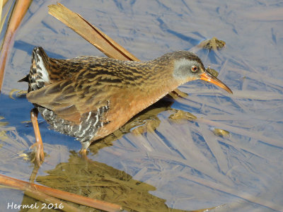 Rle de Virginie - Virginia Rail