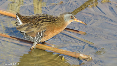 Rle de Virginie - Virginia Rail