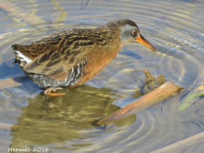 Rle de Virginie - Virginia Rail