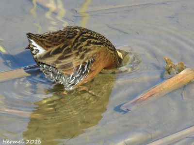 Rle de Virginie - Virginia Rail