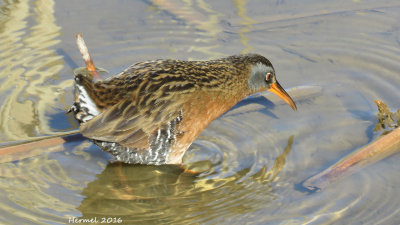 Rle de Virginie - Virginia Rail