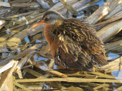 Rle de Virginie - Virginia Rail