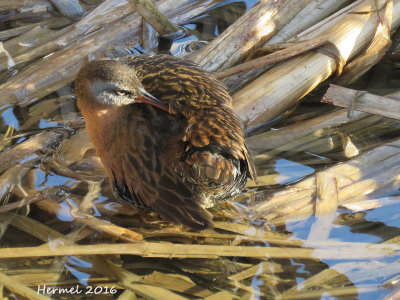 Rle de Virginie - Virginia Rail