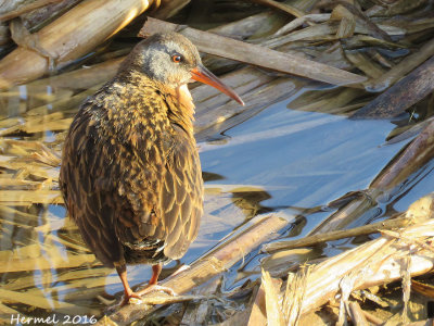 Rle de Virginie - Virginia Rail