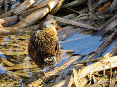 Rle de Virginie - Virginia Rail