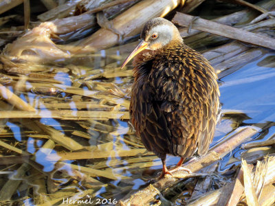 Rle de Virginie - Virginia Rail