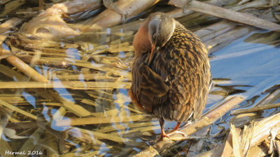 Rle de Virginie - Virginia Rail