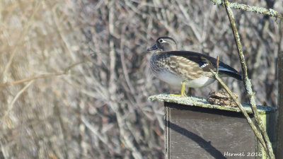 Canard branchu - Wood Duckl