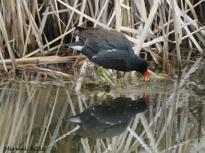 Galinule d'Amrique - Common Moorehen