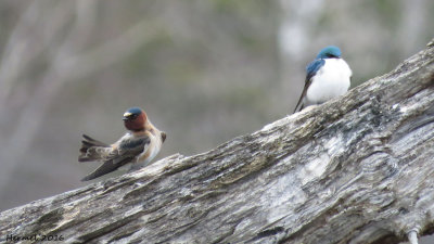 Hirondelle  front blanc/bicolore - Cliff/Tree Swallow