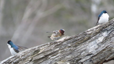 Hirondelle bicolore/Hirondelle  front blanc - Tree/Cliff Swallow