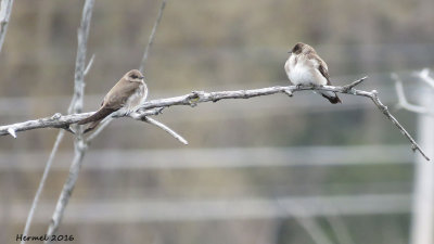 Hirondelle  ailes hrisses - Northern Rough-winges Swallow