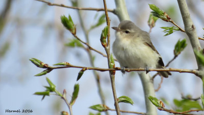 Viro mlodieux - Warbling Vireo