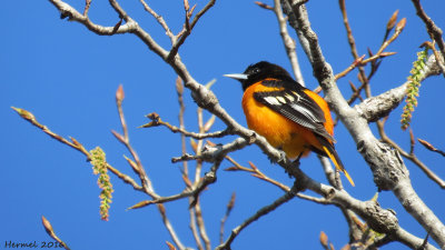 Oriole de Baltimore - Baltimore Oriole