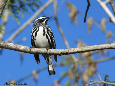 Paruline noire et blanc - Black and white Warbler