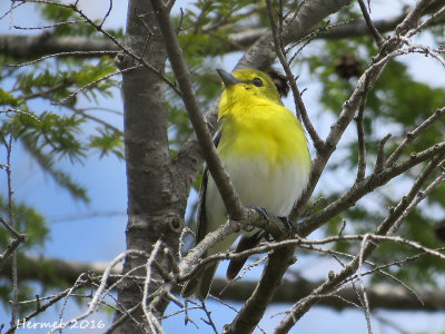 Viro  gorge jaune - Yellow-throated Vireo