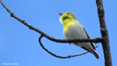 Viro  gorge jaune - Yellow-throated Vireo