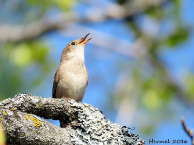 Troglodyte familier - House Wren