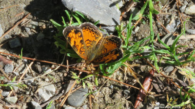 Croissant nordique - Northern Crescent -4481 - phyciodes cocyta