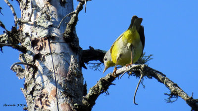 Paruline à joues grises -Nashville Warbler