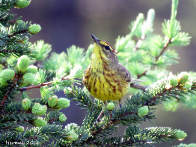 Paruline  couronne rousse - Palm Warbler