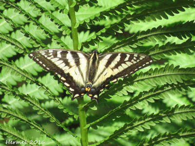 Papillon tigr du Canada - #4176- Papilio canadensis - Canadian tiger swallowtail