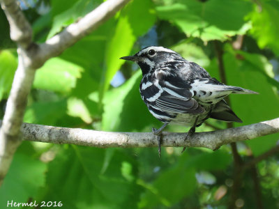 Paruline noire et blanc - Black and white Warbler
