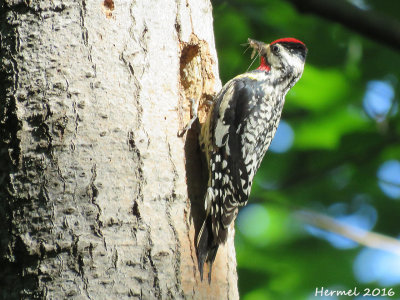 Pic macul - Yellow-bellied Sapsucker