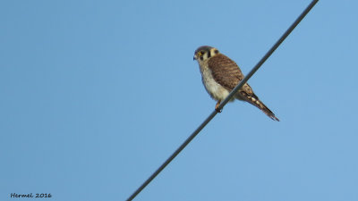 Crcerelle d'Amrique - American Kestrel